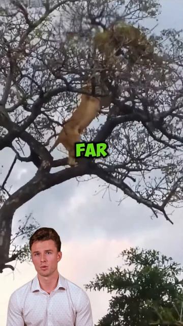 bpcgutcmK4k - A lion steals a leopard's prey #wildlife #leopard fight #lions #leopard #shorts #anima