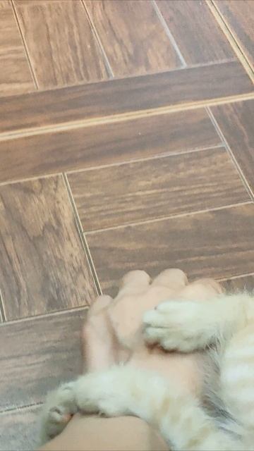 Котенок любит играть с рукой матери. #котята #шорты 4k