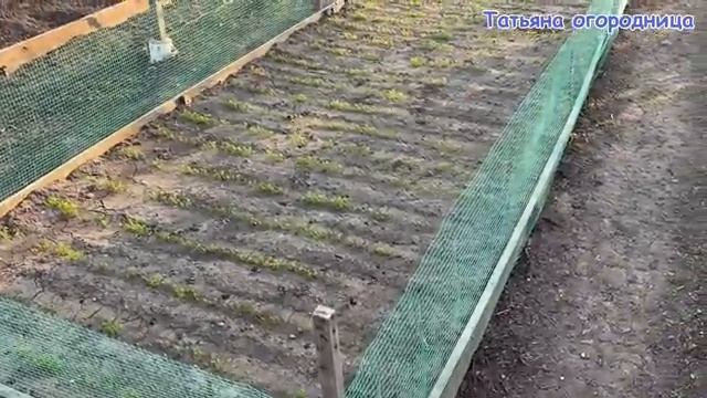 Всю жизнь МУЧИЛАСЬ прореживая морковьПока не придумала ЭТО