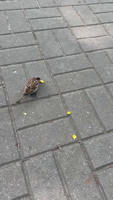 Где обедал воробей 😄 🌽
