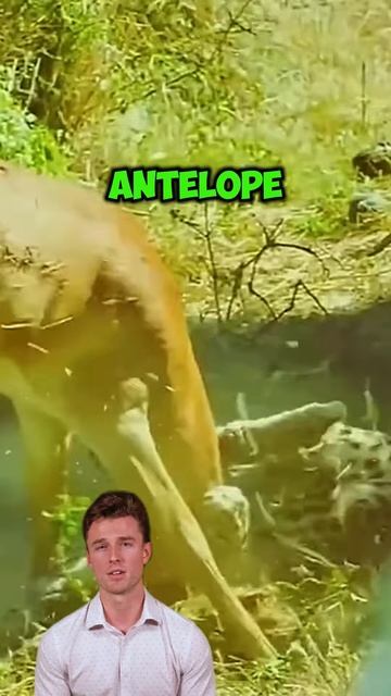 nUP6yxs5zI4 - ＂Leopard's Lethal Leap： Ambush from Above Ends in Silent Victory＂ #shorts #animals #wi