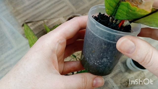 закупка хой из Индонезии
