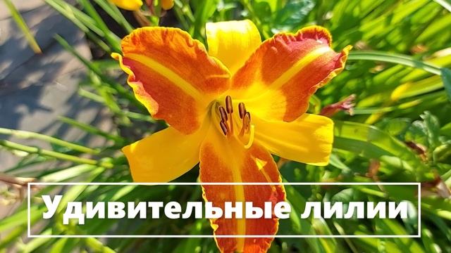 Рыжие лилии в полоску. №4 (6)