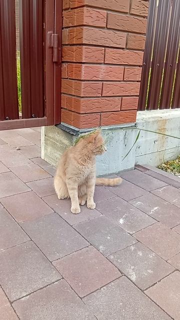 Котик с травинкой  🐳