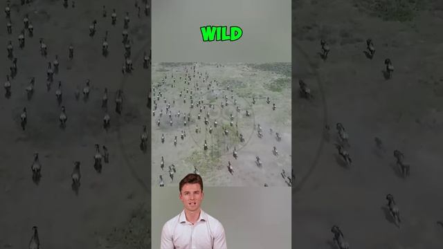 rt9jc1yyu0U - ＊＊＂The Great Migration： Nature’s Epic Journey＂＊＊ #shorts #animals
