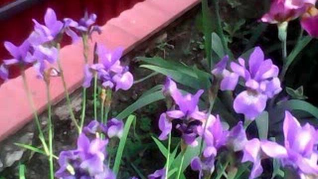 SV_A0006.avi