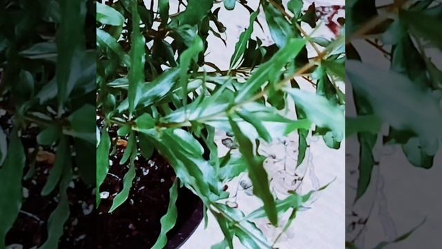 Гранат Нана готовится к цветению! 🌸
