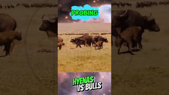 uculaAGfuH0 - ＊＊＂Hyenas vs Bulls： A Battle of Strength and Survival!＂＊＊ #shorts #animals #wildlife #