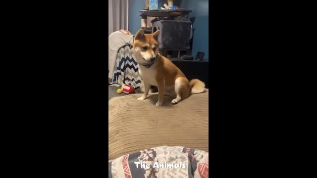 Приколы с животными!