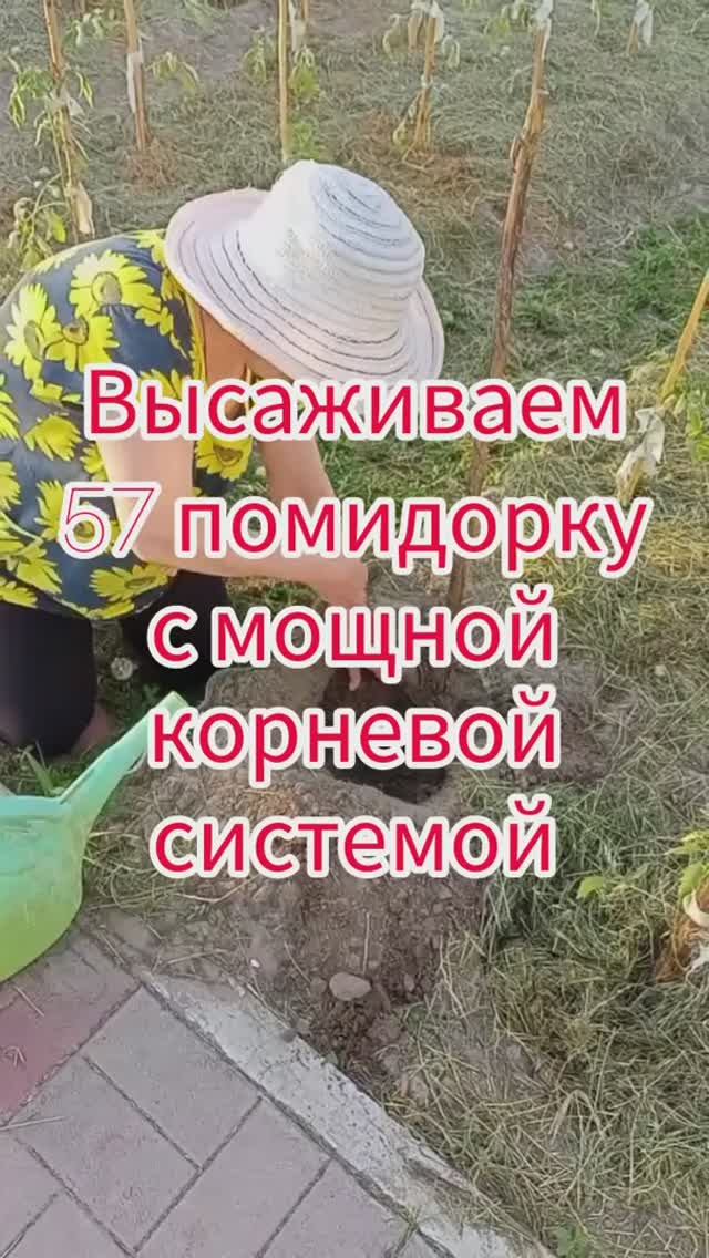 Высаживаем 57 помидорку с мощной корневой системой