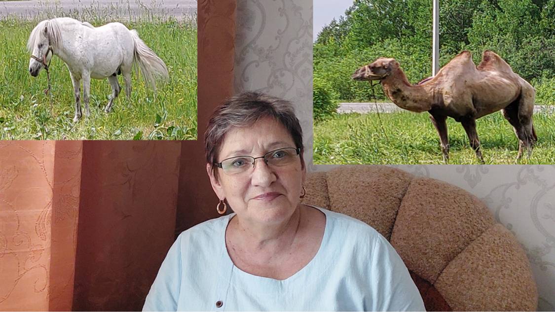 Отмечаем День России. По уральскому городу гуляют верблюды. 12.06.25