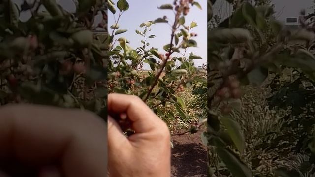 Огород в этом году не тот.