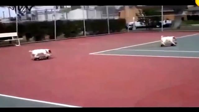 Школа скейт борда для сабак