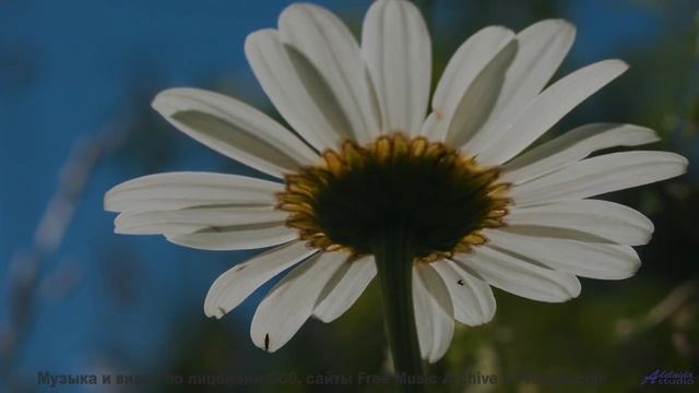 Ветер шумит под музыку так, как не слышали раньше - coast -- Tinmouth -- Surprise time