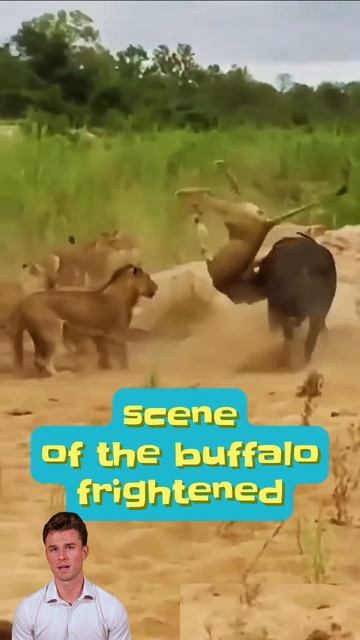 uLx4x0WyIck - The Unexpected Turn of the Hunt #shorts #animals #wildlife #lion