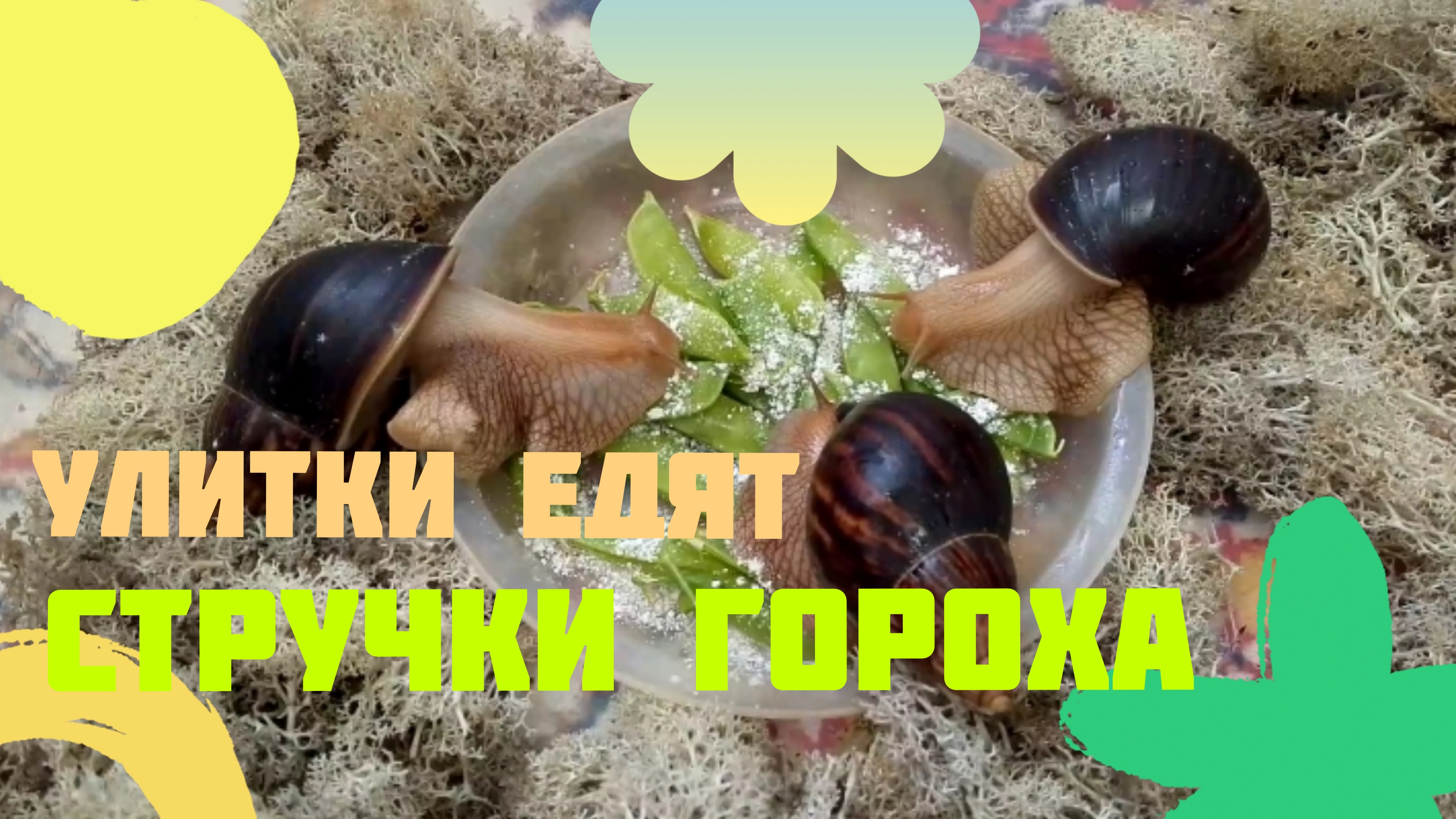 Улитки едят стручки гороха