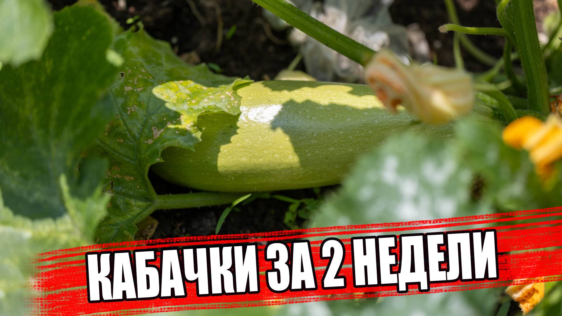 Урожайный и ультраранний кабачок Искандер