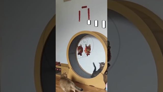 tFR9tuL8OcY - My Cats Went CRAZY For This Exercise Wheel!  #funnycats #fannydog #fannyvideo 😺🐈😂