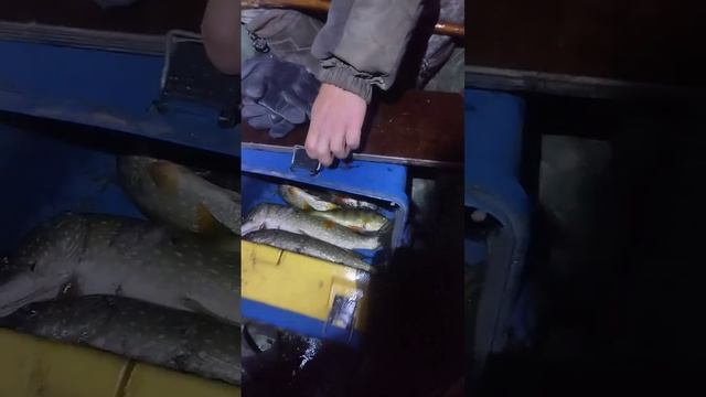 острожили