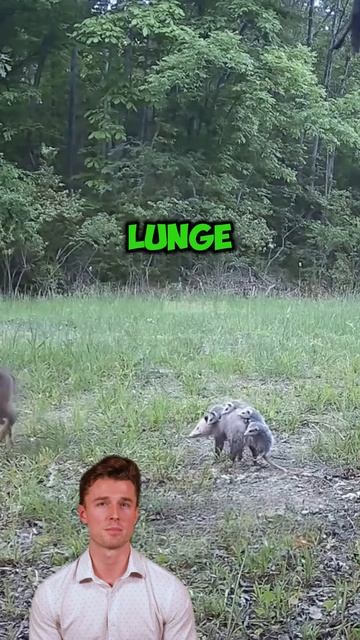 cbydfNyuafk - Lynx vs. Alert Opossum： A Standoff in the Shadow #shorts #animals #wildlifechronicles
