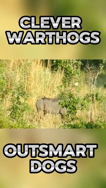 yhHnfJp4WUM - Clever Warthogs Outsmart Dogs #shorts  #nature #viral #animals #dog