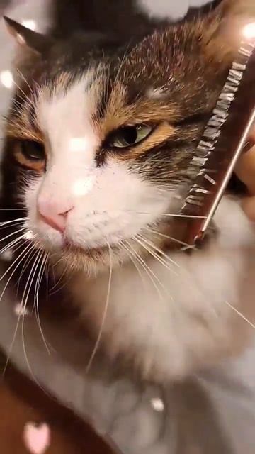 А ваши пушистики любят расчёсываться_ ❤️ 
#смешныекоты#youtubeshorts#забавныеживотные#котики#