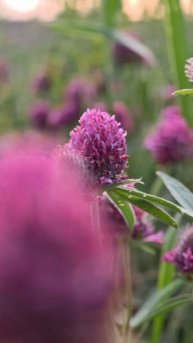 Про природу#3 #природа#цветы