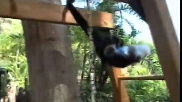 Тайцзи животных | Animals doing Taiji Quan!