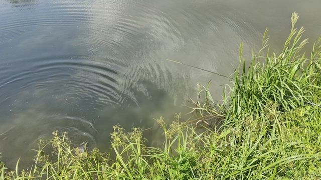 Светлые Горы Карп 12.06.2025г.