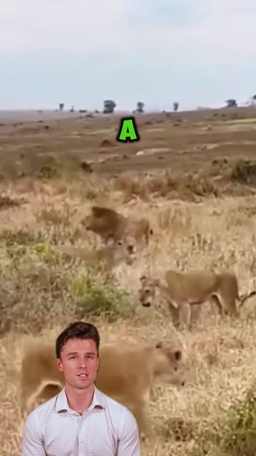 iLxXqgeA6G0 - ＂Lioness Betrays Pride to Protect Leopard in Unbelievable Showdown＂ #shorts #animals