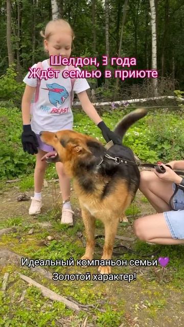 Замечательный пёс ждёт семью в приюте