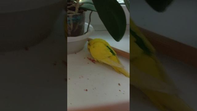 Булка ест