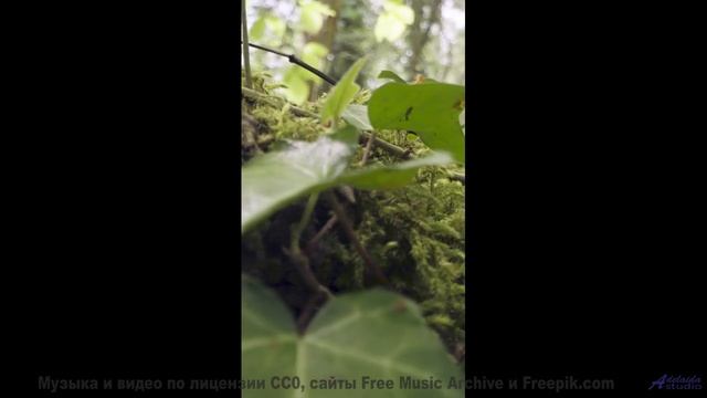 Танцуйте медленно - пусть эта песня ведёт вас! - Dos Caras (XXXVII) -- opo -- Estudios Indigeniforme
