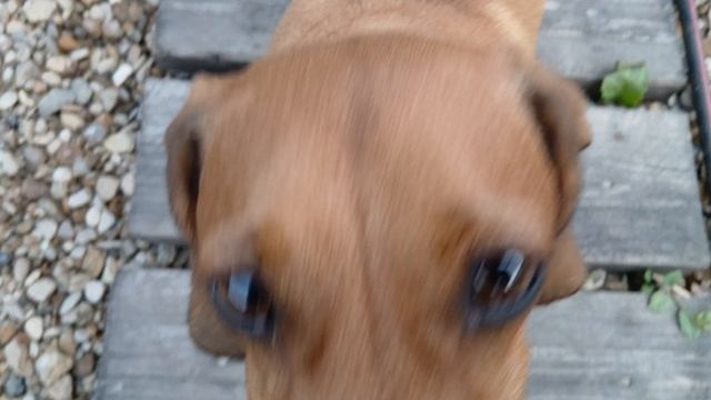моя собака 🐕