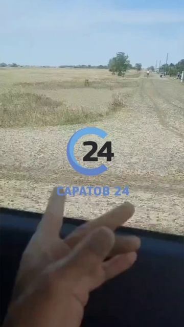 Нашествие саранчи (Новоузенский район, Саратовская область)