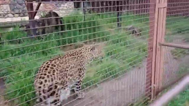 Порш. Прогулка. видео от опекуна Светланы