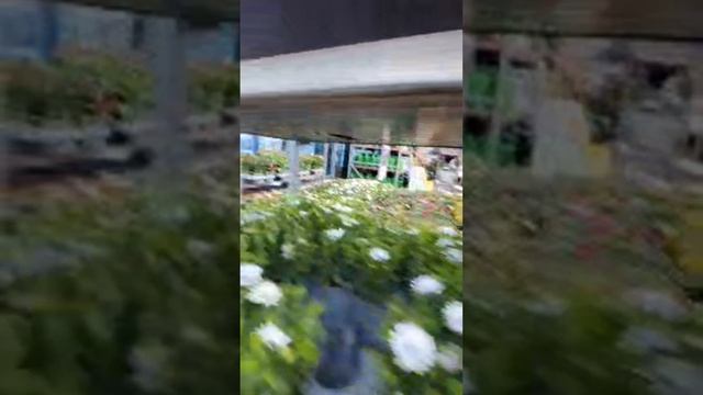 Садовый центр в прямом эфире!