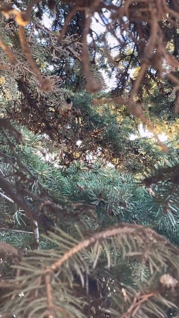 Птичка спряталась в ели | The bird hide in the spruce tree