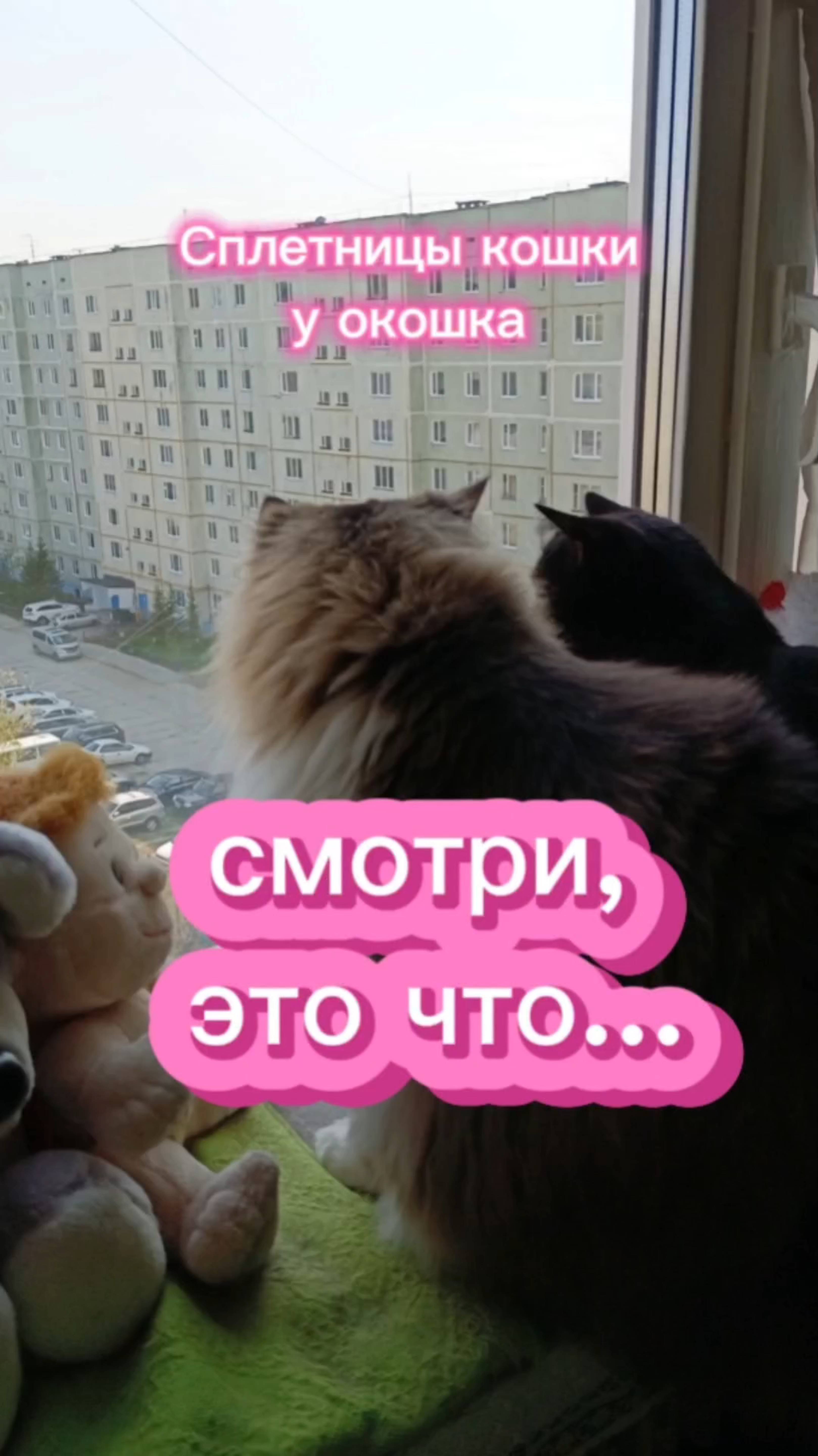 Смотри, это что? 😂 Сплетницы кошки у окошка
