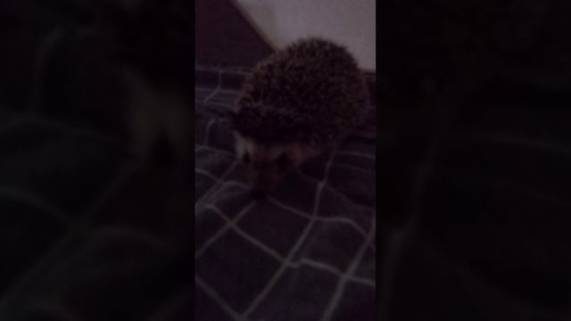мой домашний питомец