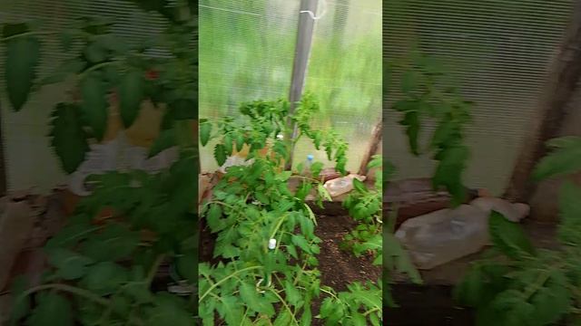 🥚 Для чего я кладу яичную скорлупу в капусту? 🥬