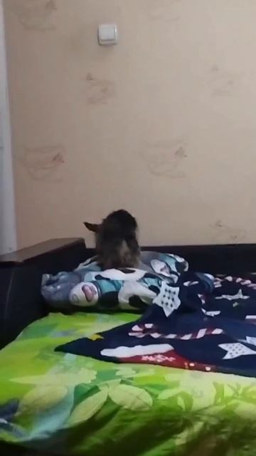 scene_output.mp4