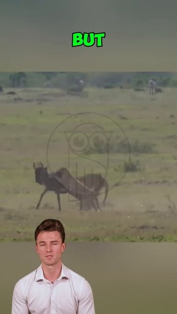 te_l43JcbjU - Cheetahs' Hidden Ambush in Tall Grass Proves Deadly for Impala #shorts #animals #wildl