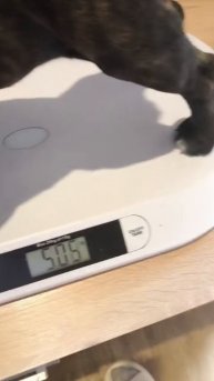 Моя любимая собака Кассиопея 🤍💙❤️💪