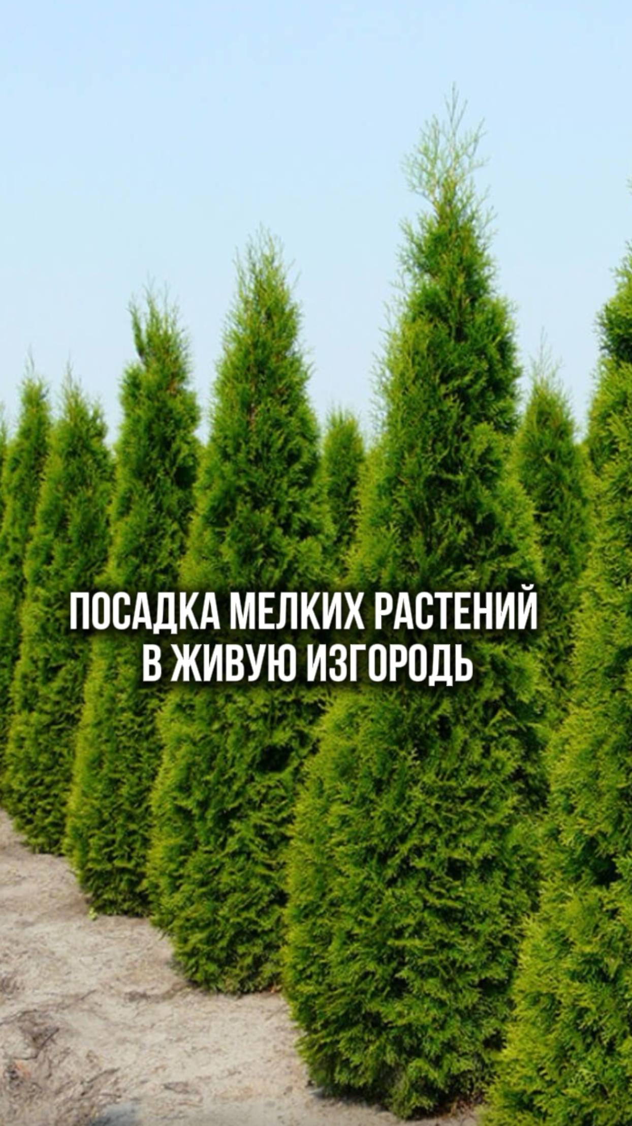 Живая изгородь