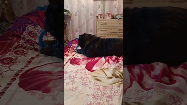 Любимчик