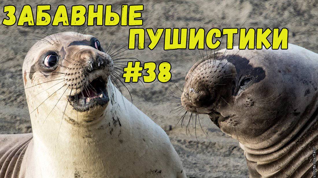 Я РЖАЛ ДО СЛЕЗ 😹 СМЕШНЫЕ КОШКИ И СОБАКИ  СМЕШНЫЕ ЖИВОТНЫЕ 2025 😹 ЛУЧШИЕ ПРИКОЛЫ #38