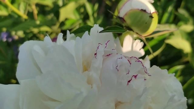 Четыре подарка к празднику