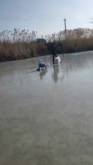 зима, санки, самоед