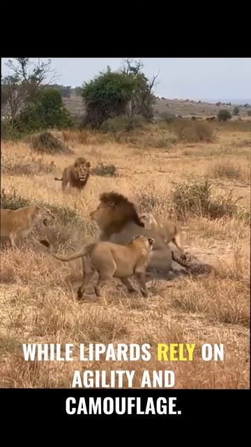 p8kcCBlLYRE - Lion vs Leopard： A Battle for Survival#shorts